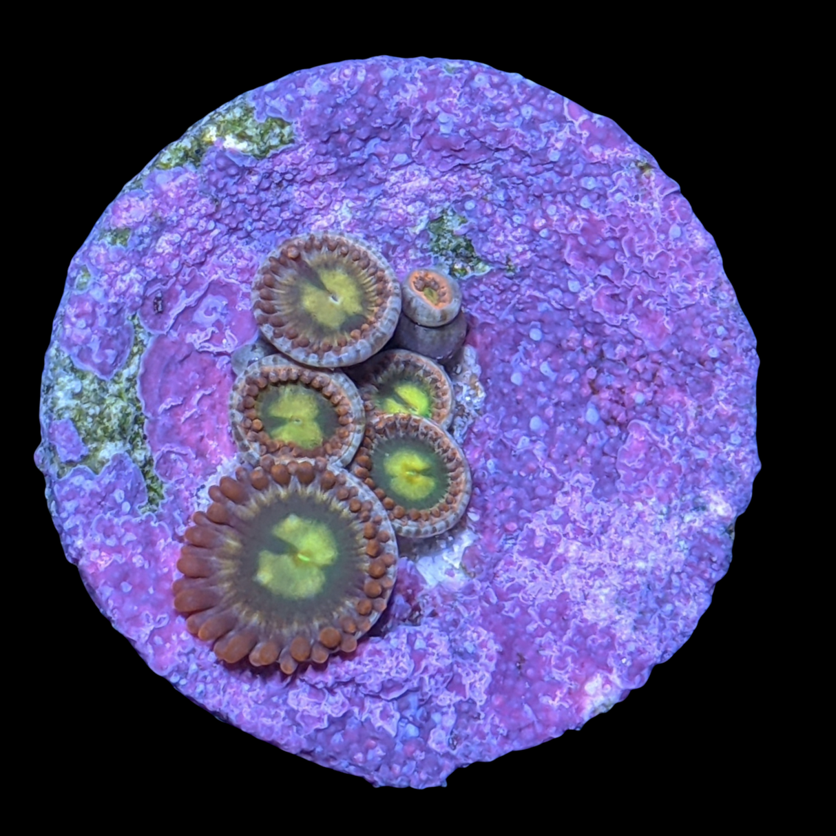 Chocolate Orange Zoa Frag