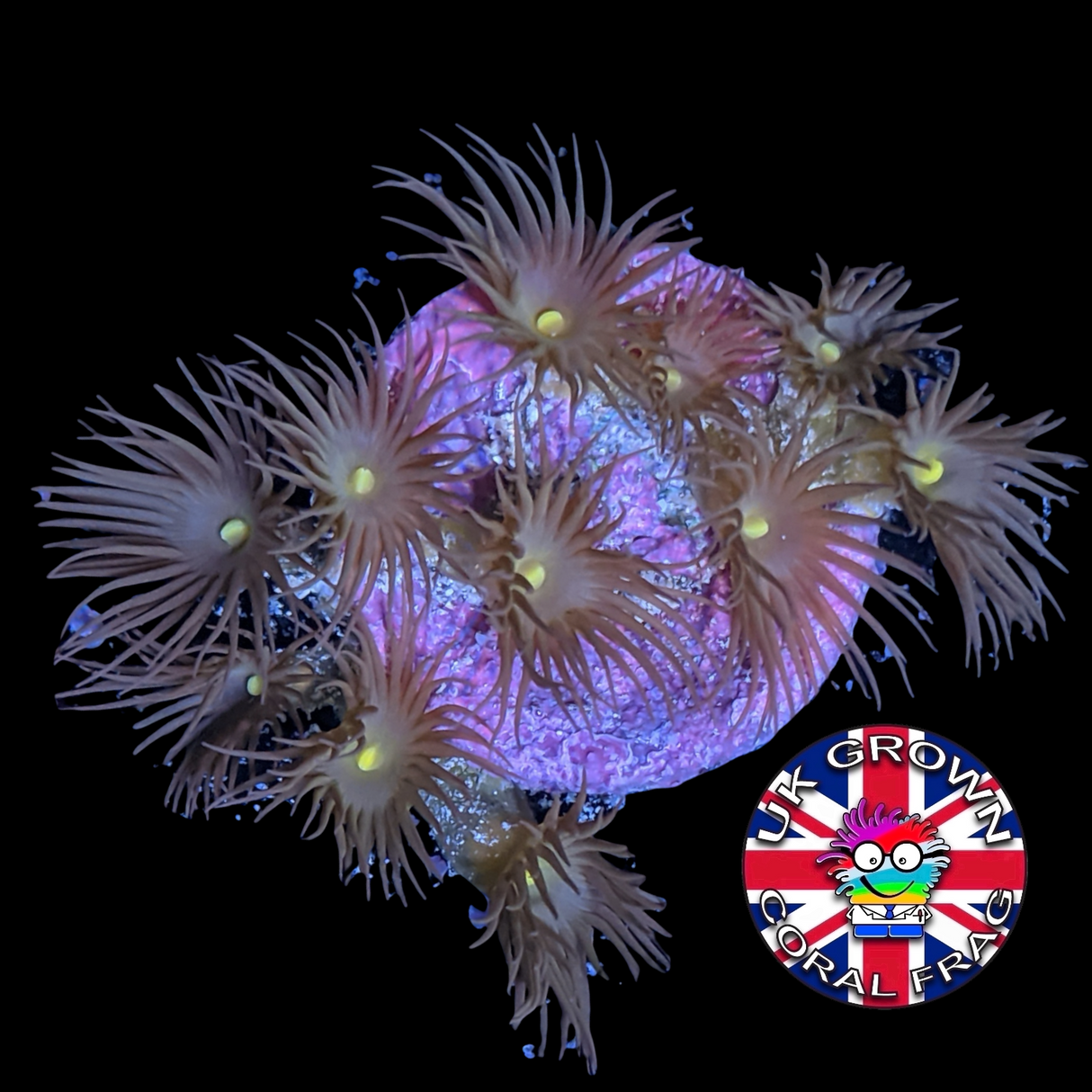 Yellow Polyp Frag (UK Grown)