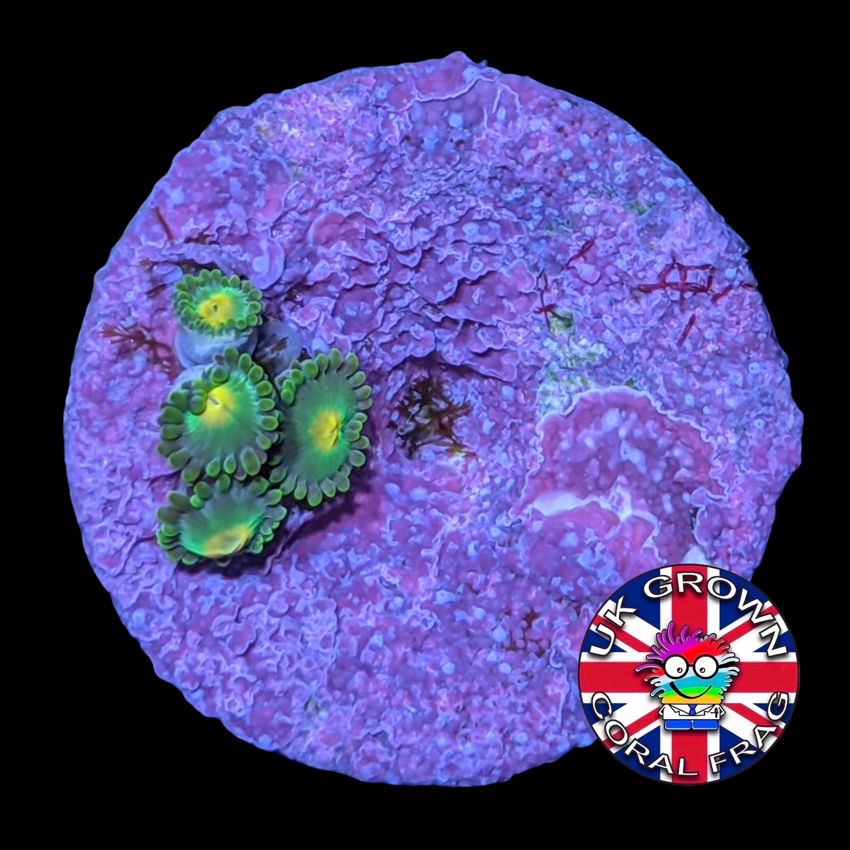 John Deere Zoa Frag (UK Grown)