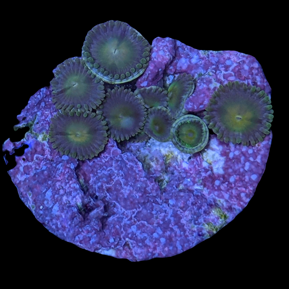 John Deere Zoa Frag