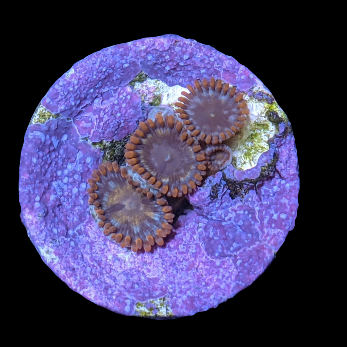 Pin Wheel Zoa Frag