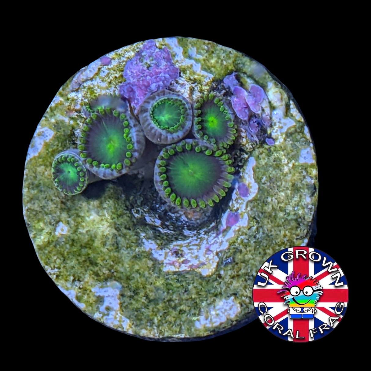 Radioactive Dragons Eye Zoa Frag (UK Grown)