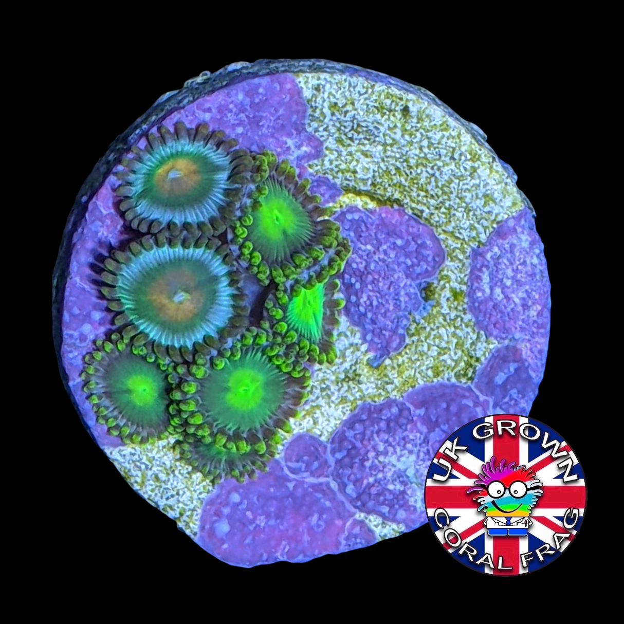Radioactive Dragons Eye Zoa Frag (UK Grown)