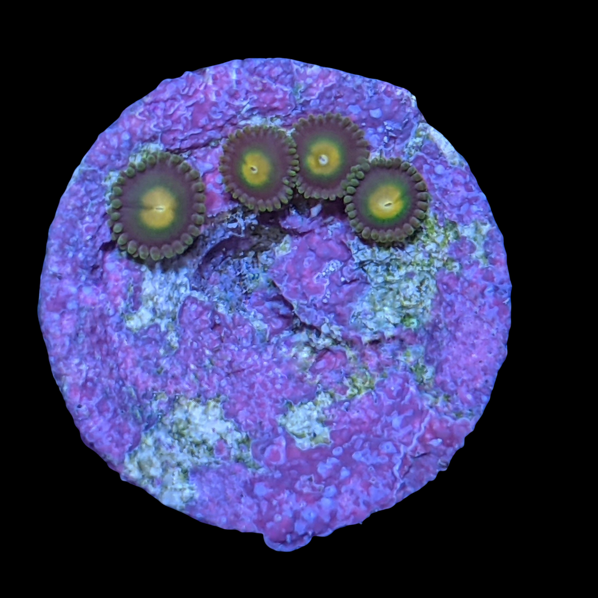 Chocolate Orange Zoa Frag