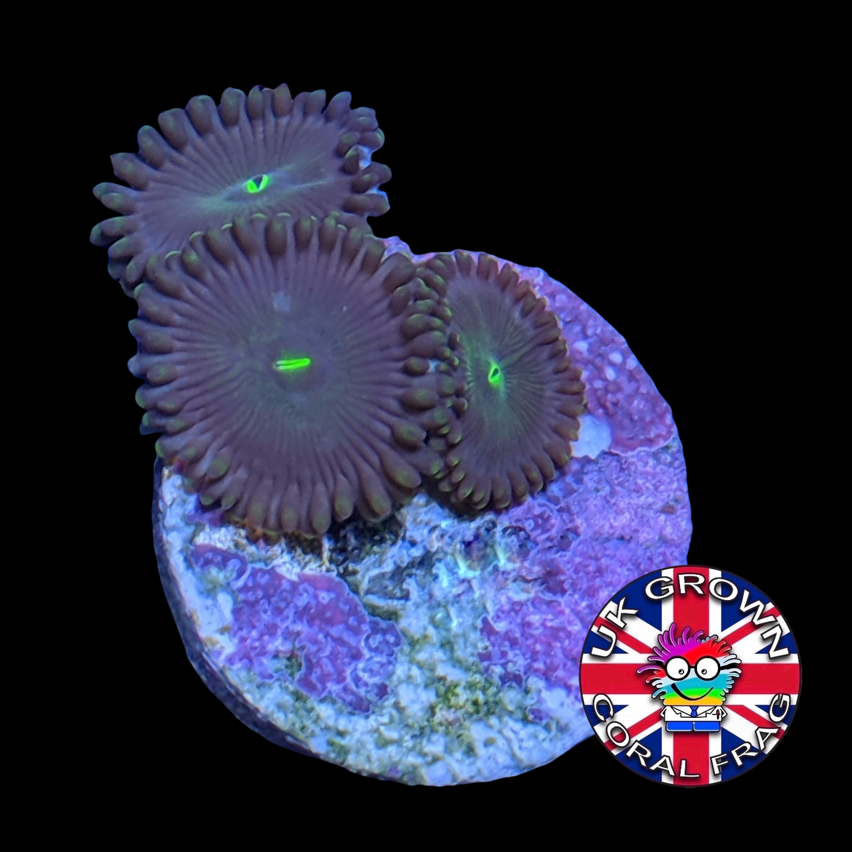 Green People Eater Zoa Frag (UK Grown)