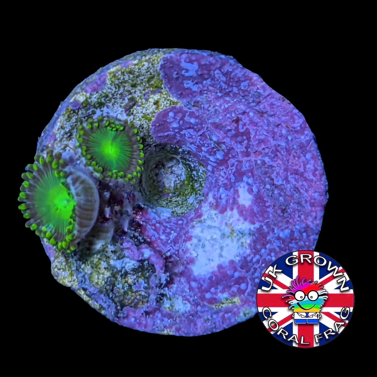 Radioactive Dragons Eye Zoa Frag (UK Grown)