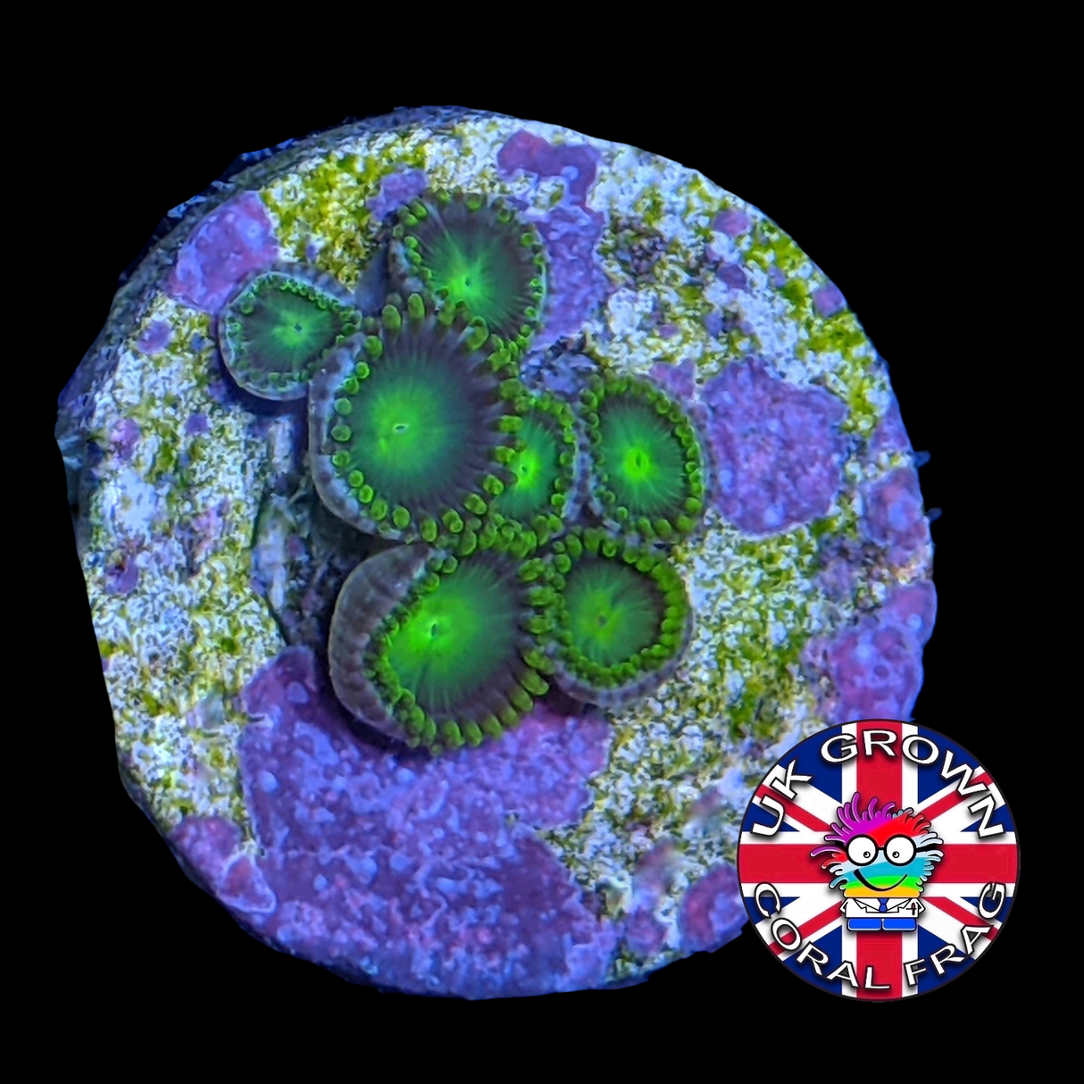 Radioactive Dragons Eye Zoa Frag (UK Grown)