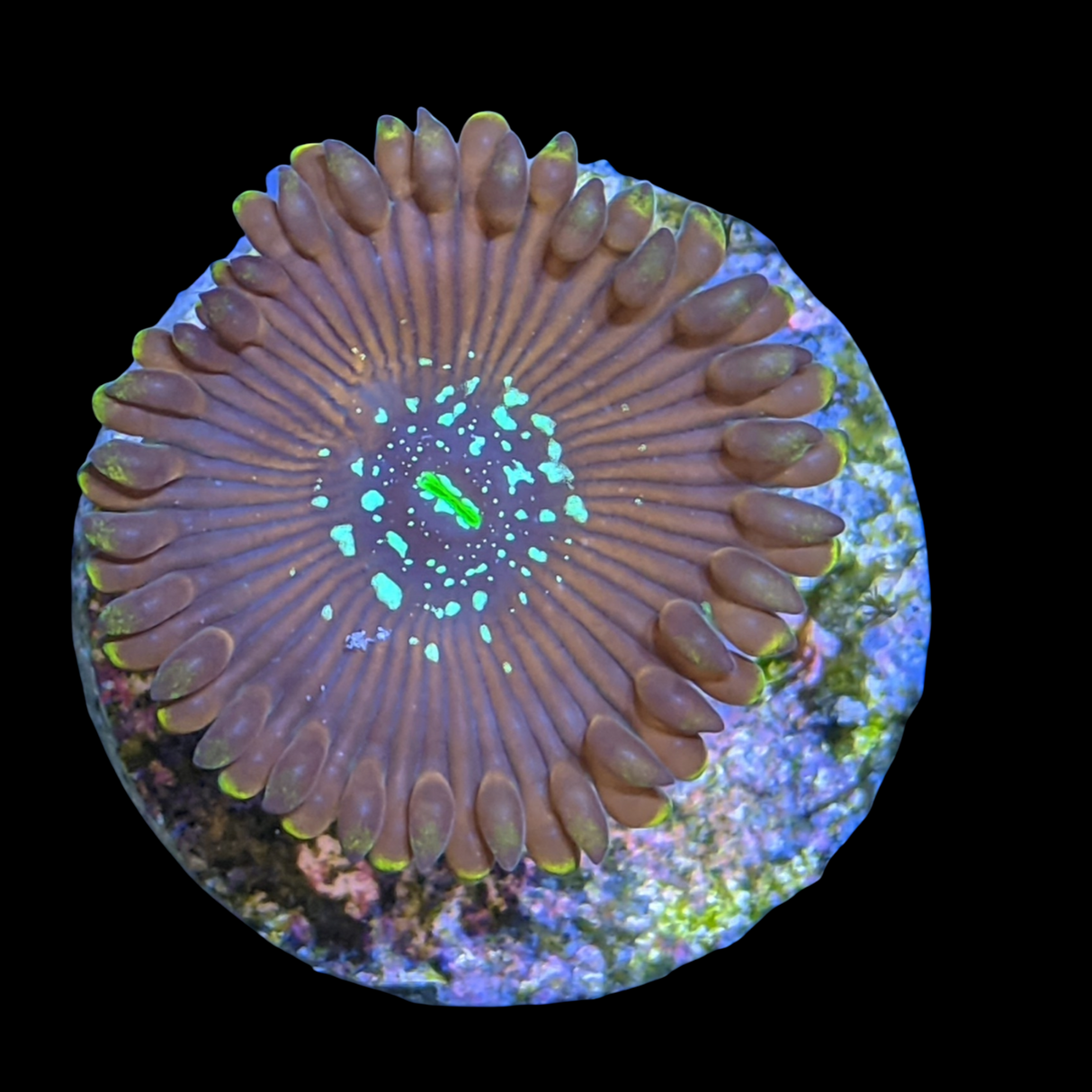 Magician People Eater Zoa Frag