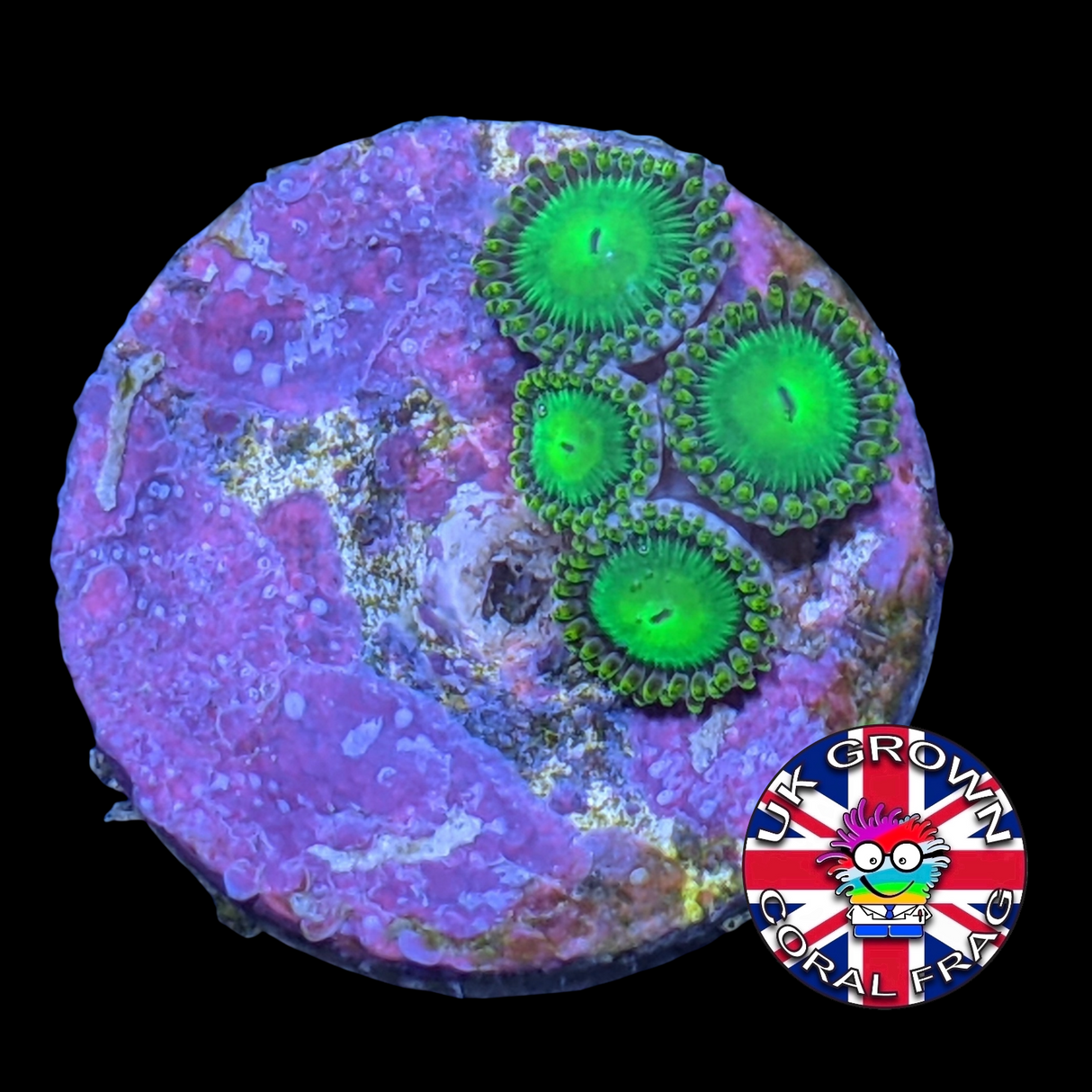 Radioactive Dragons Eye Zoa Frag (UK Grown)
