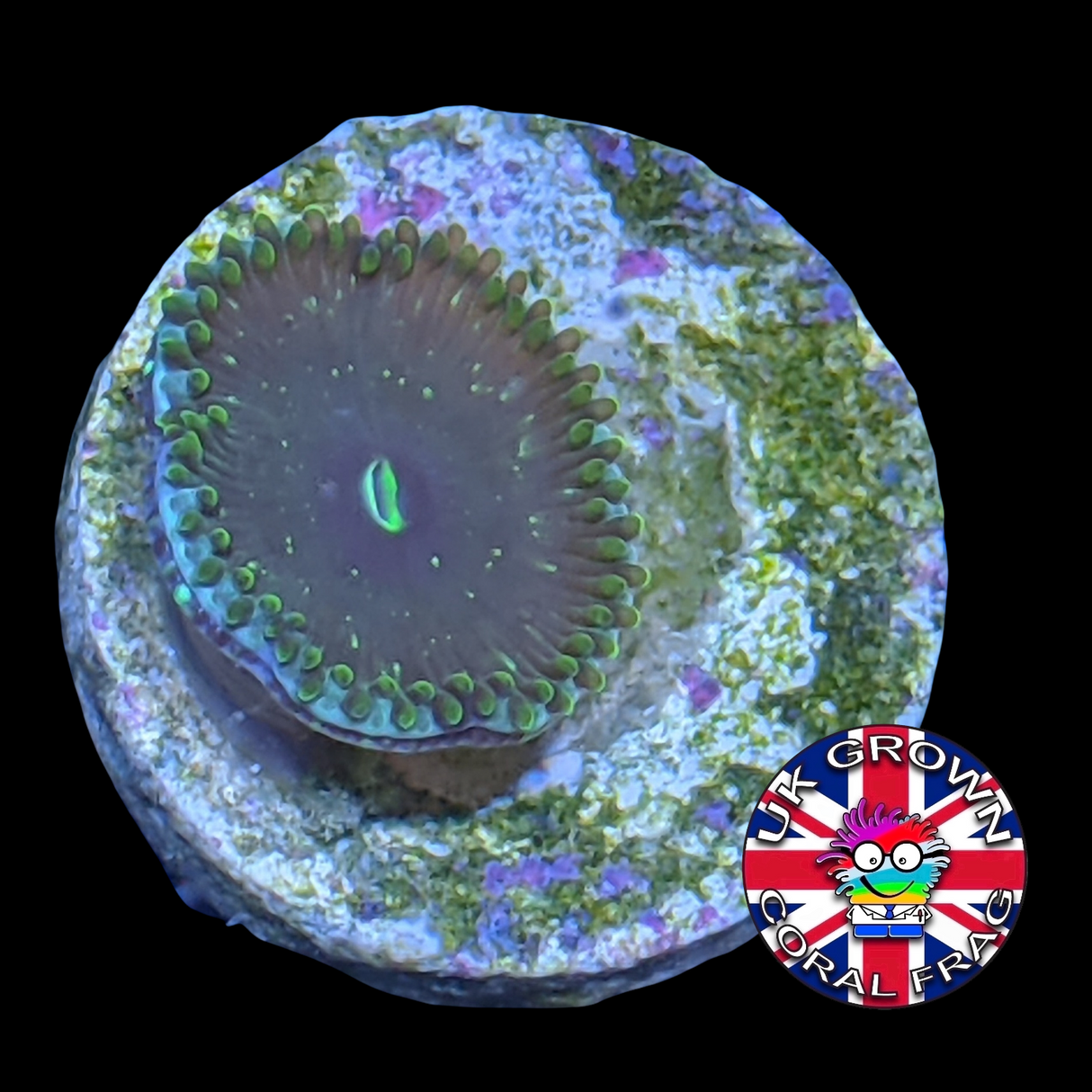 Green People Eater Zoa Frag (UK Grown)