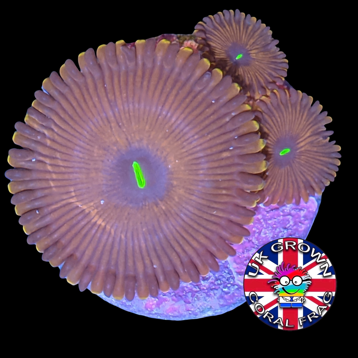 Red People Eater Zoa Frag (UK Grown)