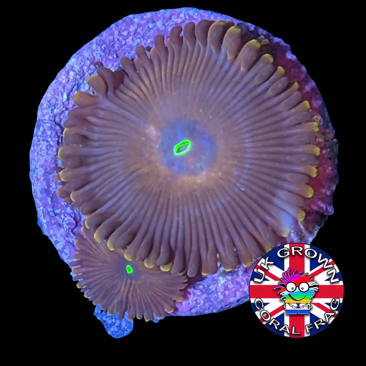 Red People Eater Zoa Frag (UK Grown)