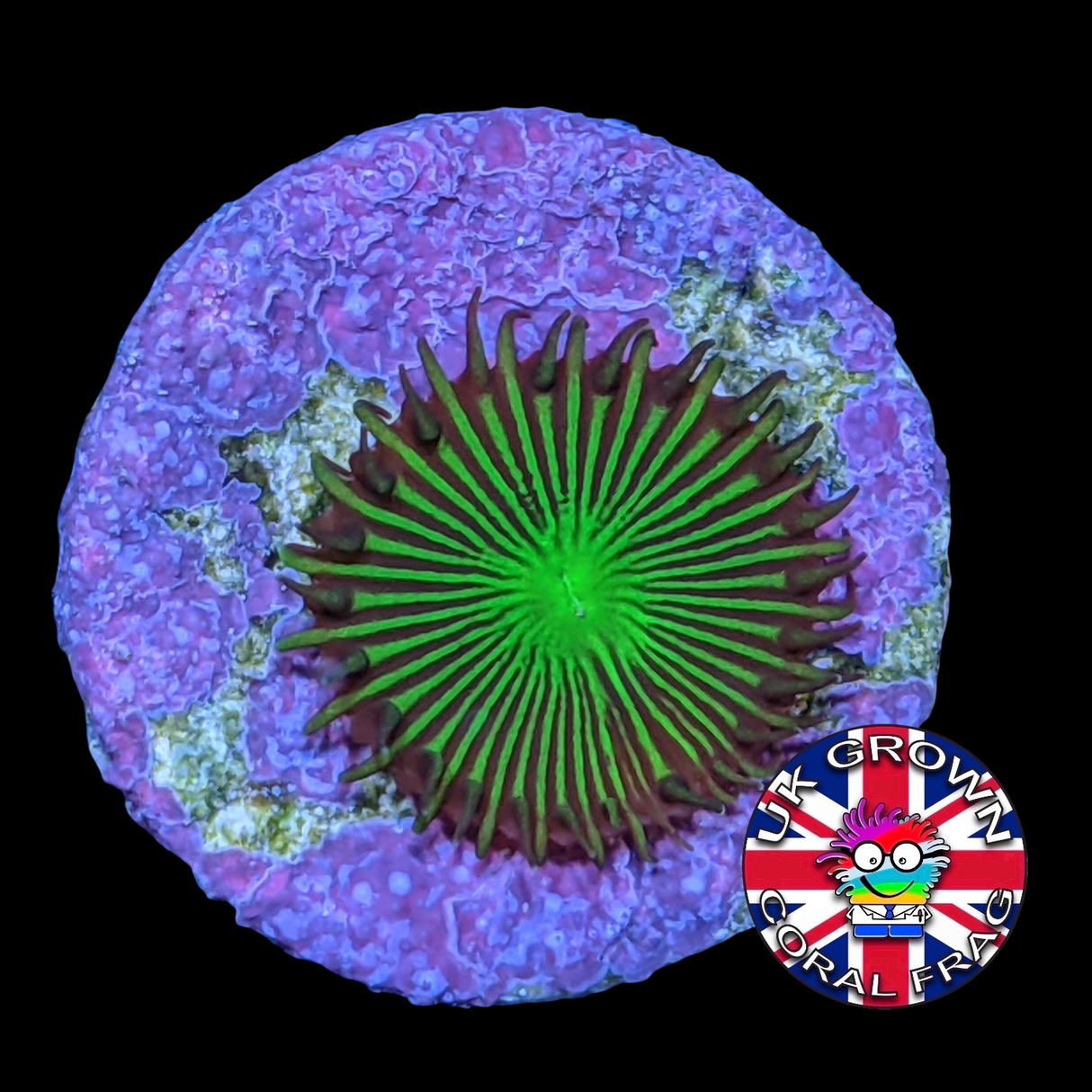 Green Paly Zoa Frag (UK Grown)