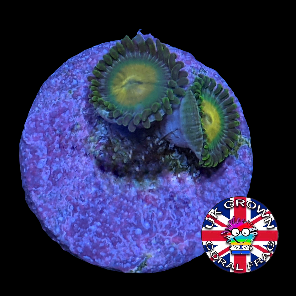 John Deere Zoa Frag (UK Grown)