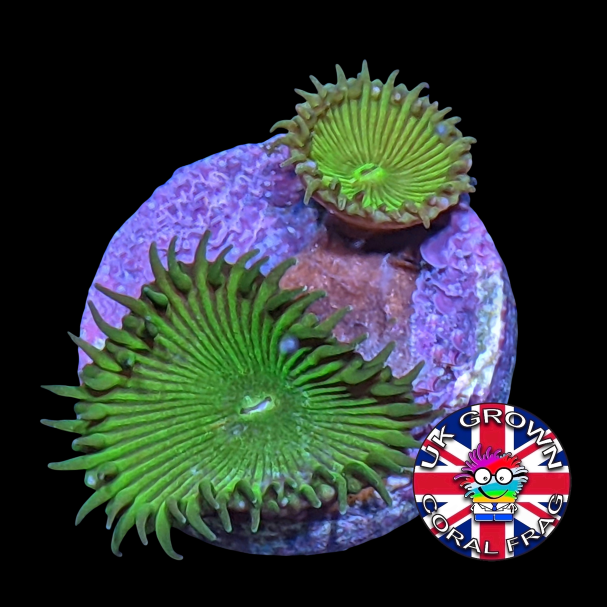 Green Paly Zoa Frag (UK Grown)
