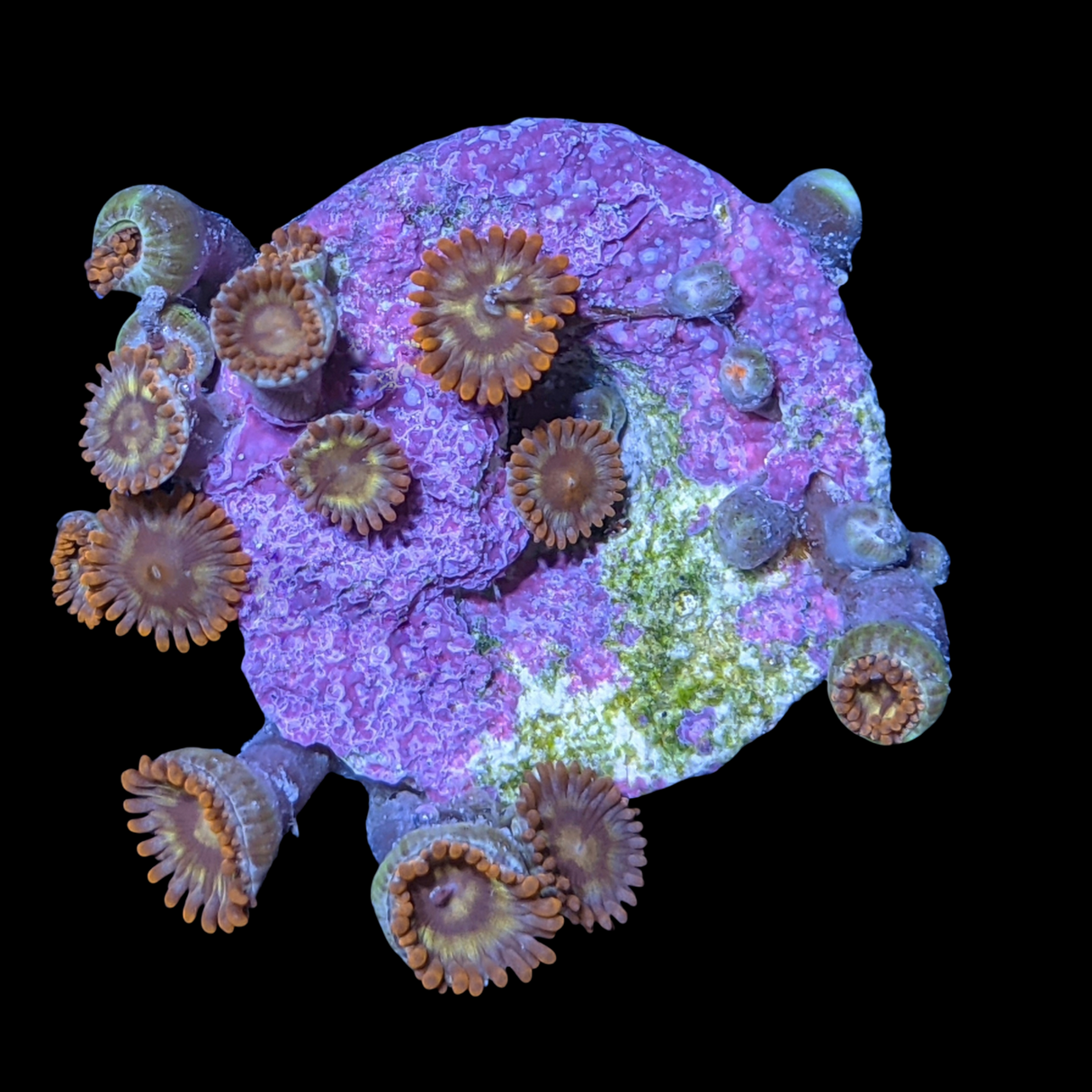 Chocolate Orange Zoa Frag