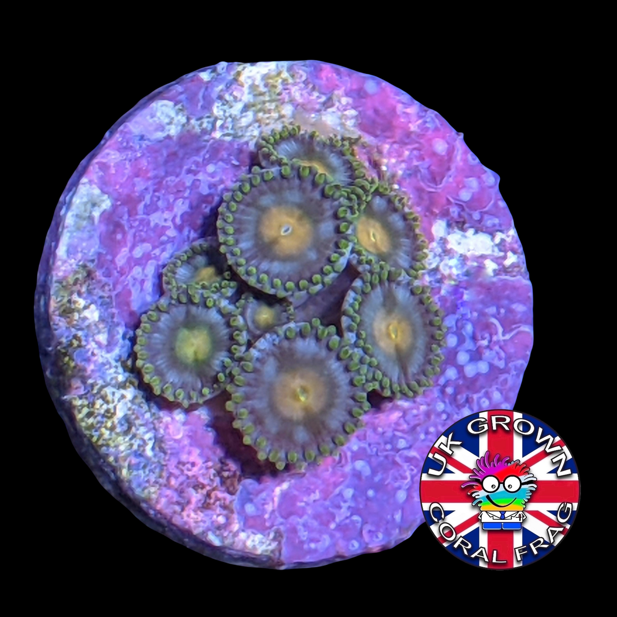 John Deere Zoa Frag (UK Grown)