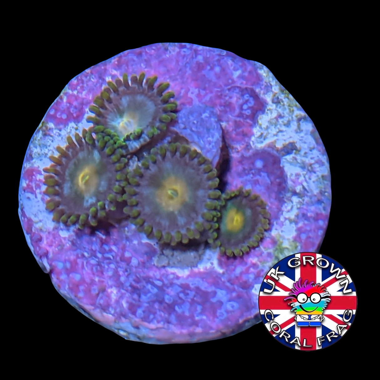 John Deere Zoa Frag (UK Grown)