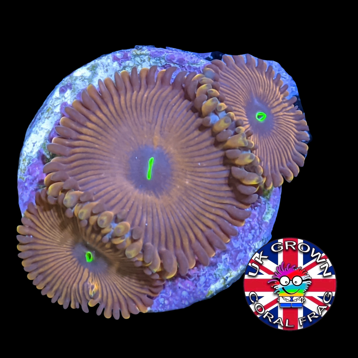 Red People Eater Zoa Frag (UK Grown)