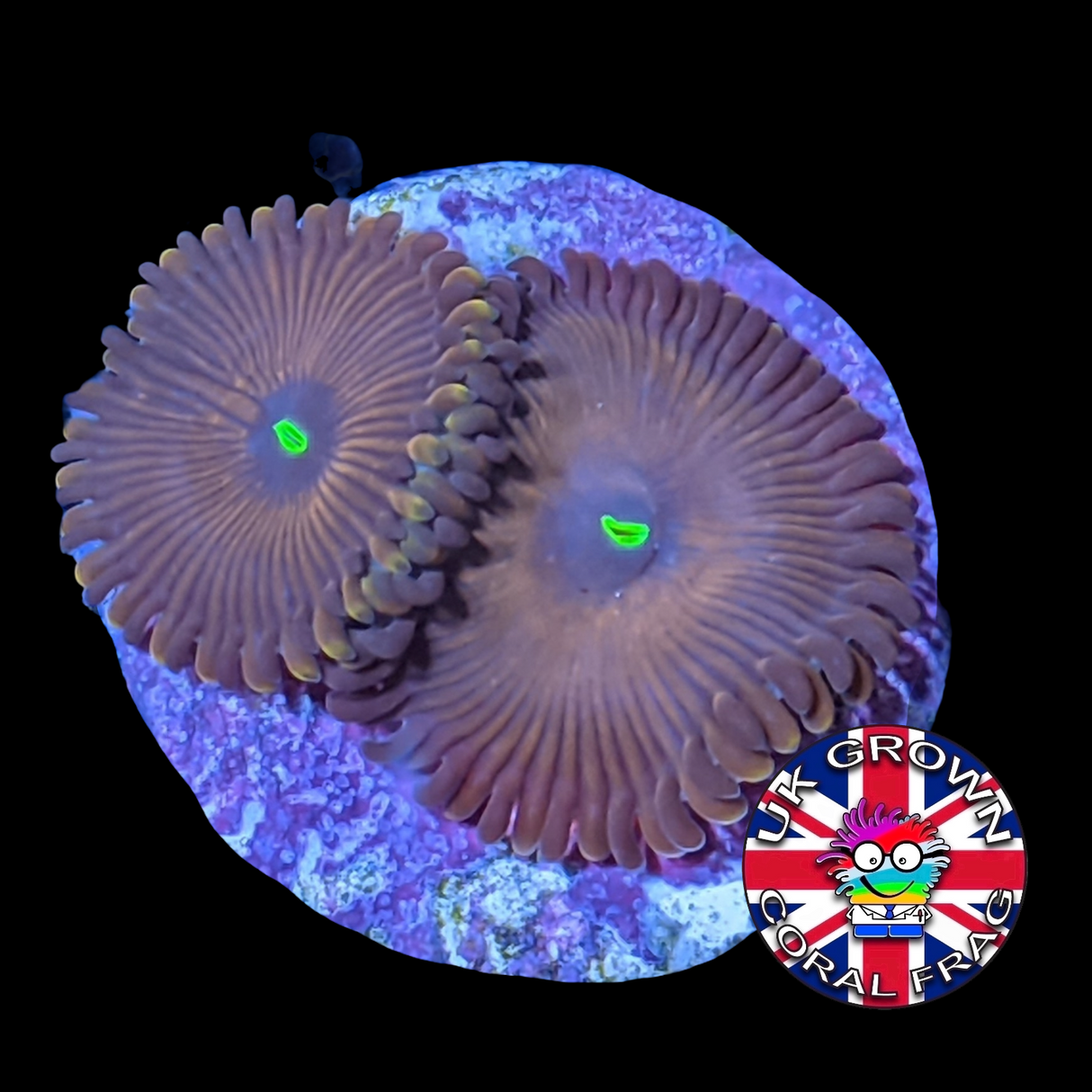 Red People Eater Zoa Frag (UK Grown)