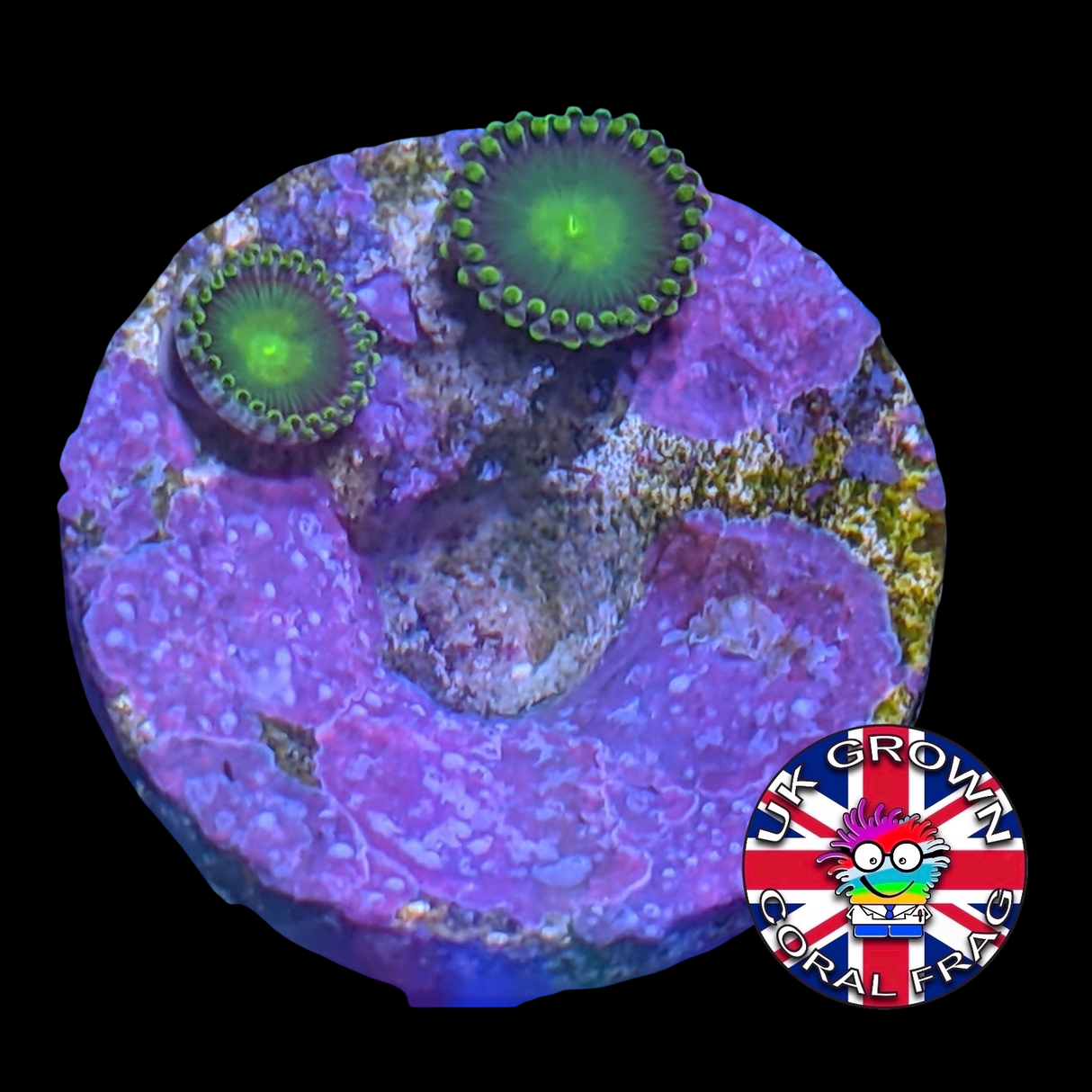John Deere Zoa Frag (UK Grown)