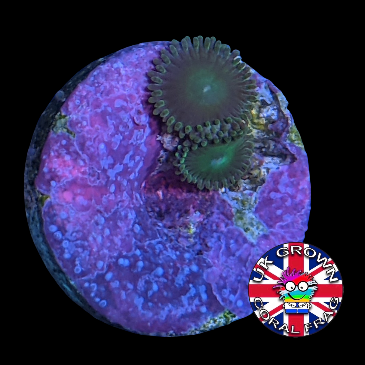 John Deere Zoa Frag (UK Grown)