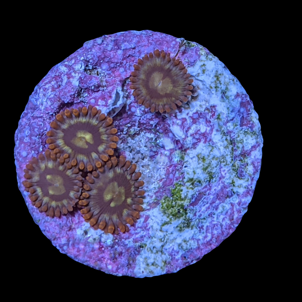 Chocolate Orange Zoa Frag