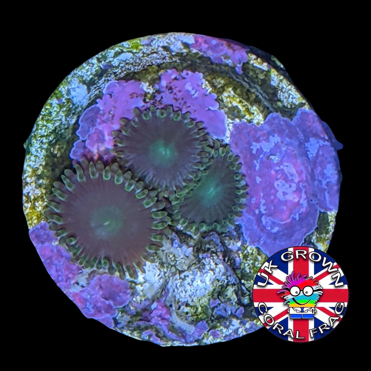 John Deere Zoa Frag (UK Grown)