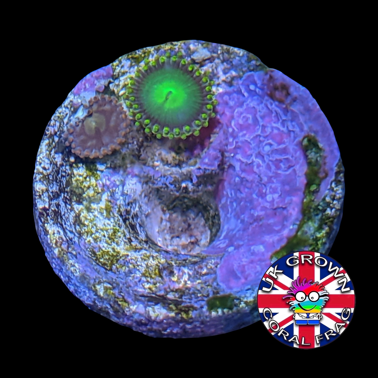 Mix Zoa Frag (UK Grown)