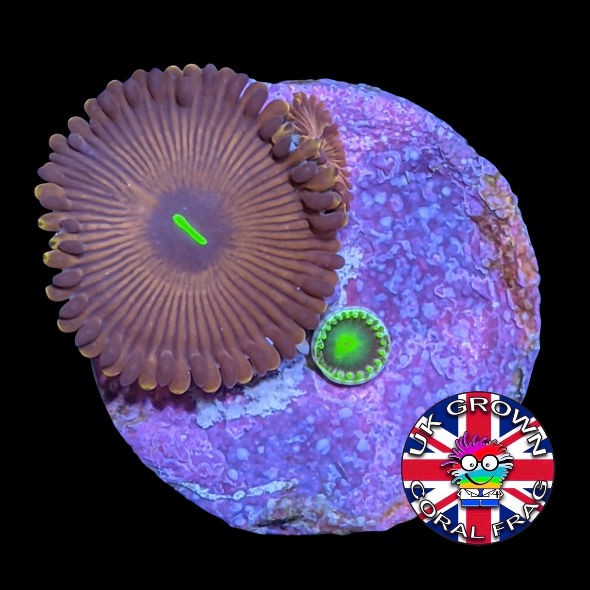 Red People Eater mix Zoa Frag (UK Grown)