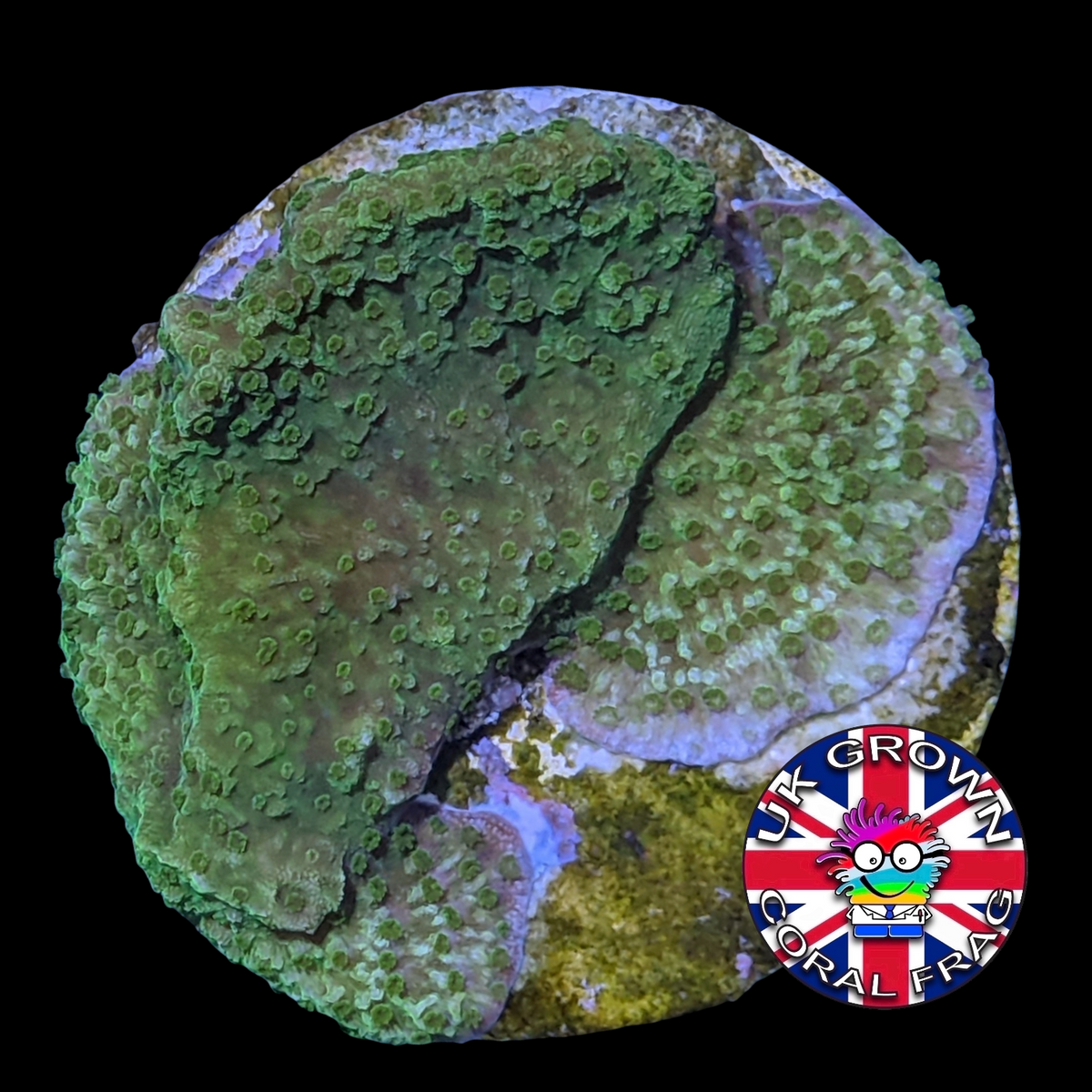 Green plating Montipora (UK Grown)