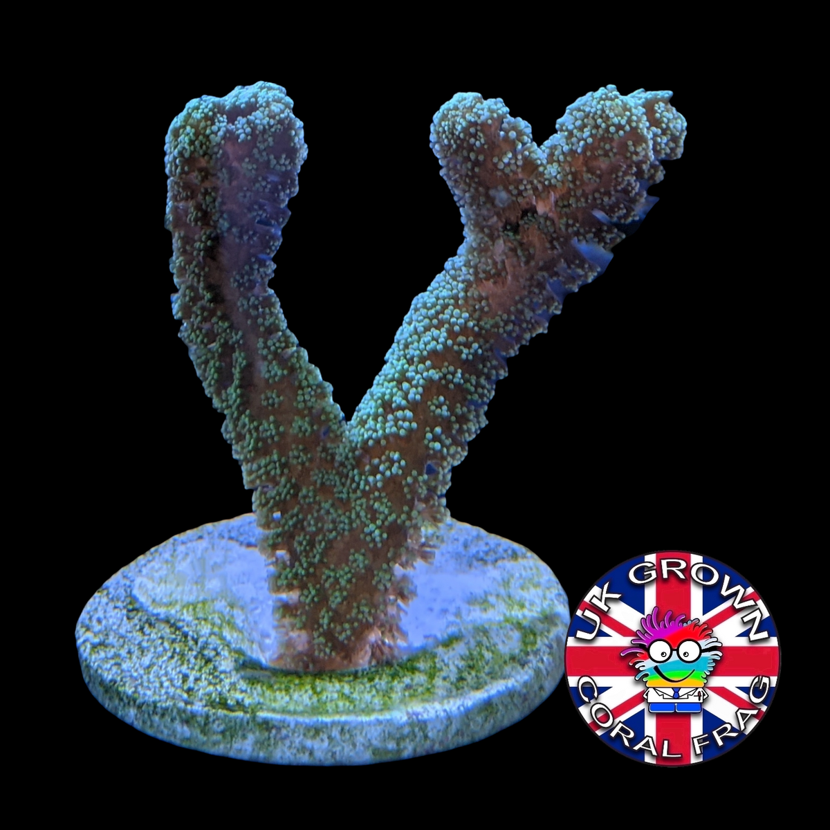 Green Seriatopora (UK Grown)