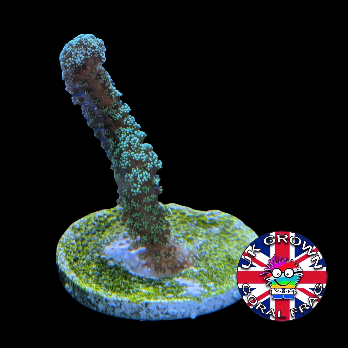 Green Seriatopora (UK Grown)