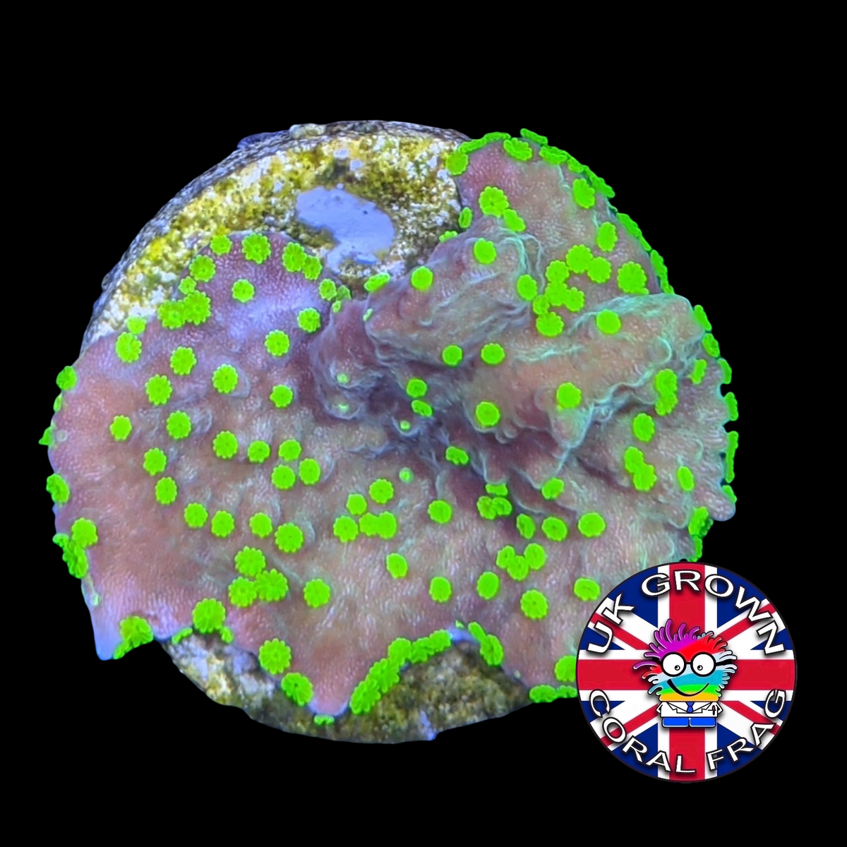 Hirsuta Montipora (UK Grown)