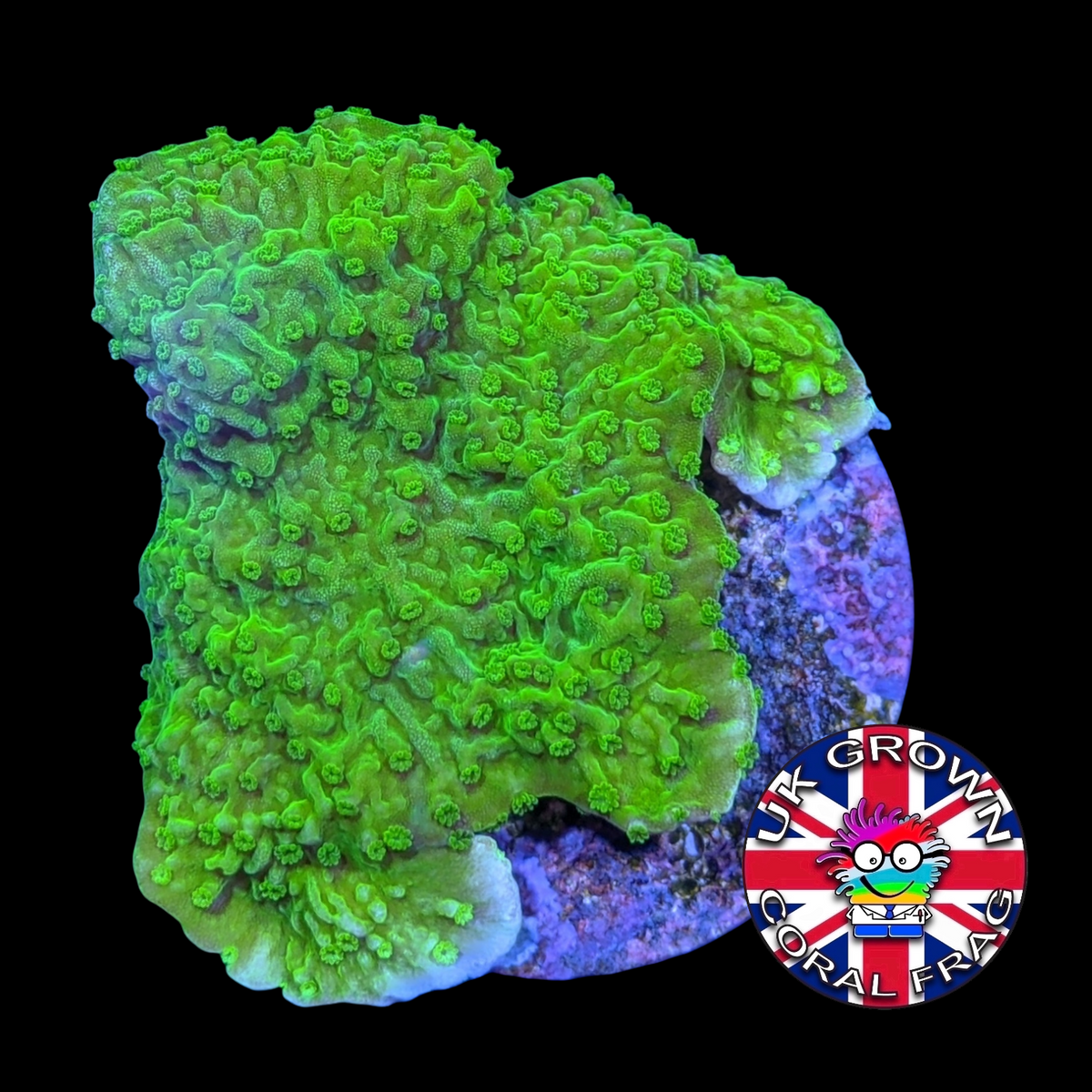 Green plating Montipora (UK Grown)