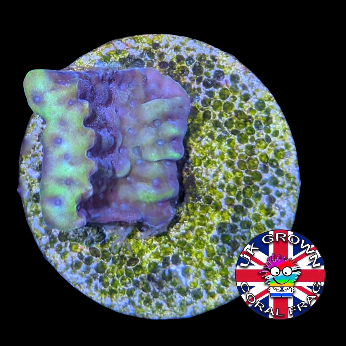 Beach Bum Montipora (UK Grown)