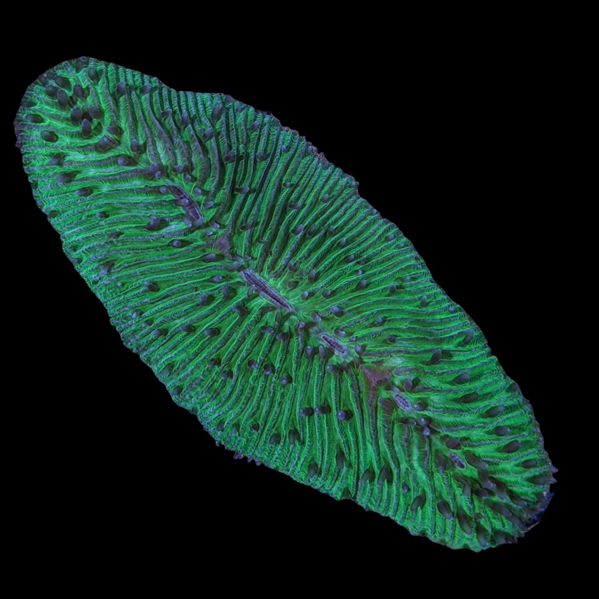 Green Fungia Plate (Collection only)