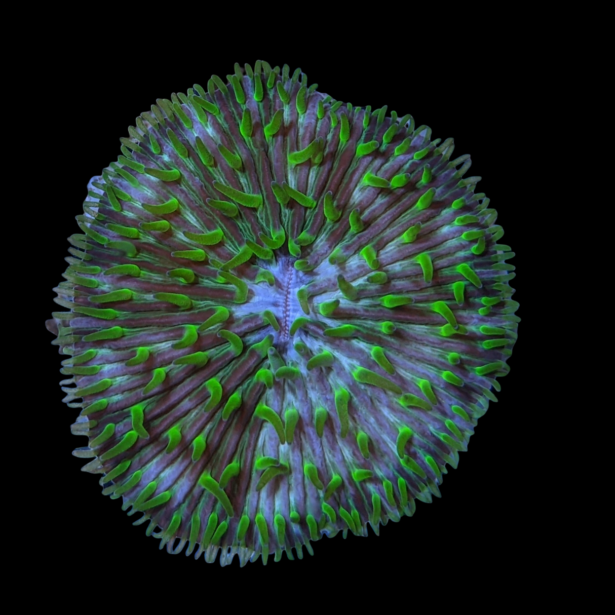 Green Fungia Plate (Collection only)