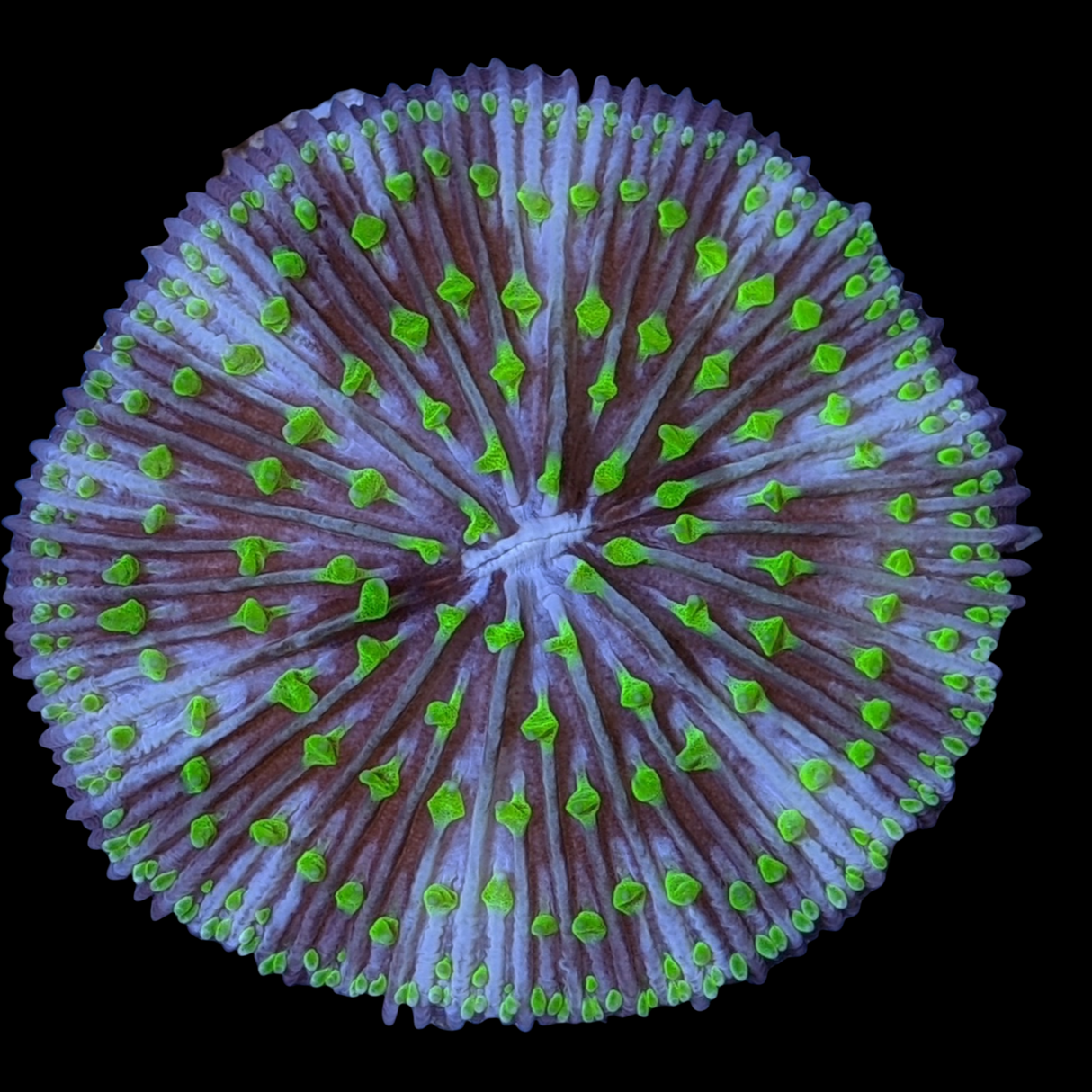 Green Fungia Plate (Collection only)