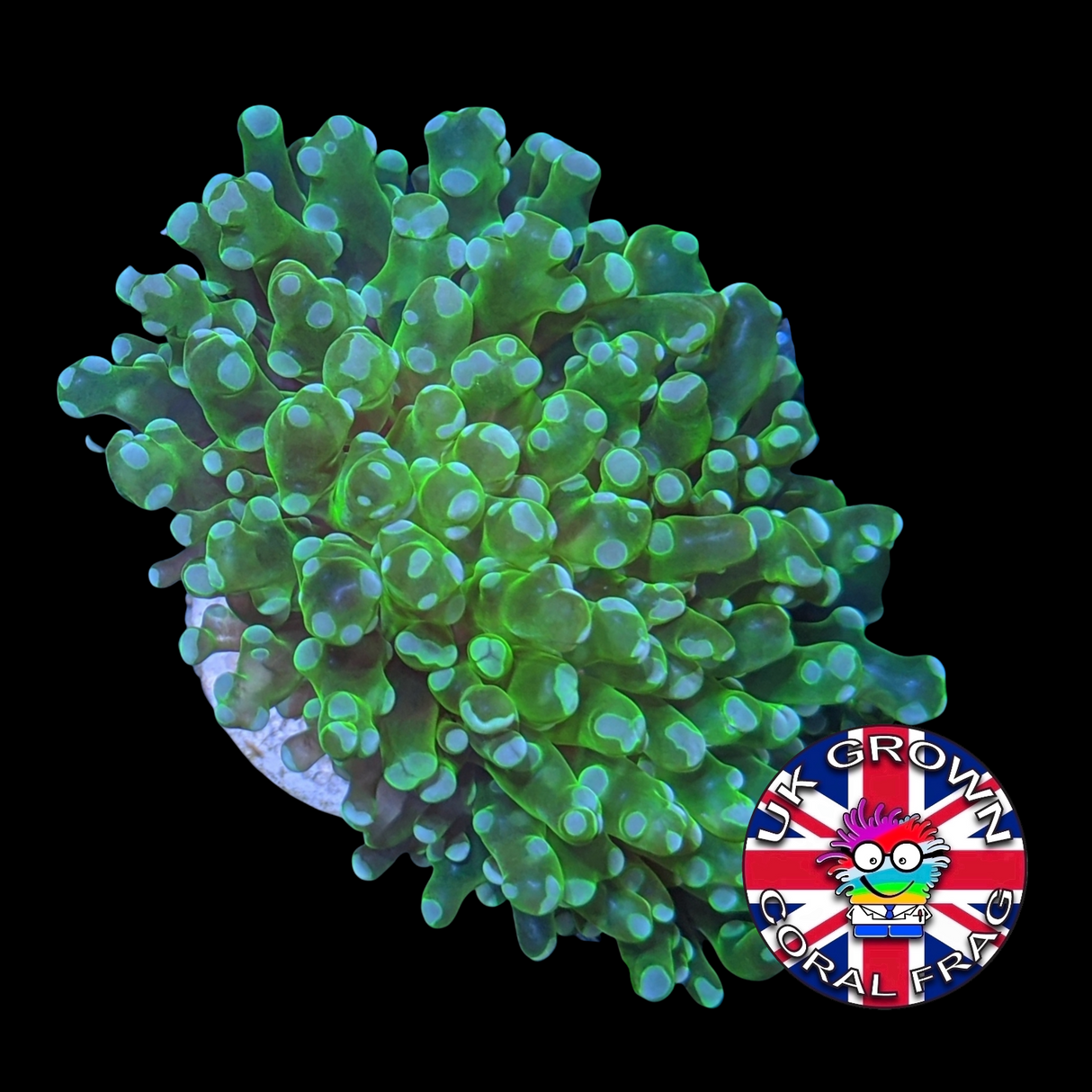 Frogspawn Frag (UK Grown)