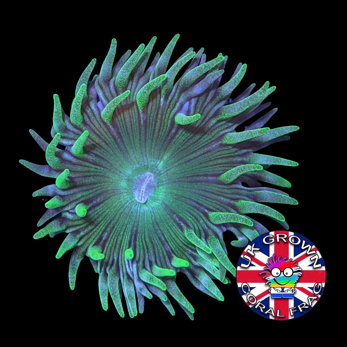 1 Head Duncan (UK Grown)