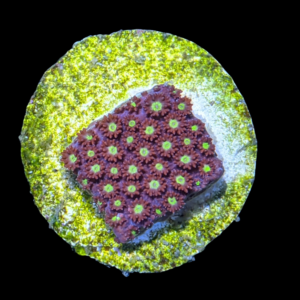 Burning Amber Goniopora