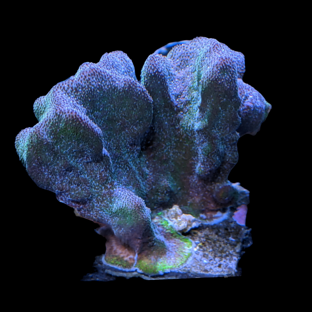 Dark Green Psammacora