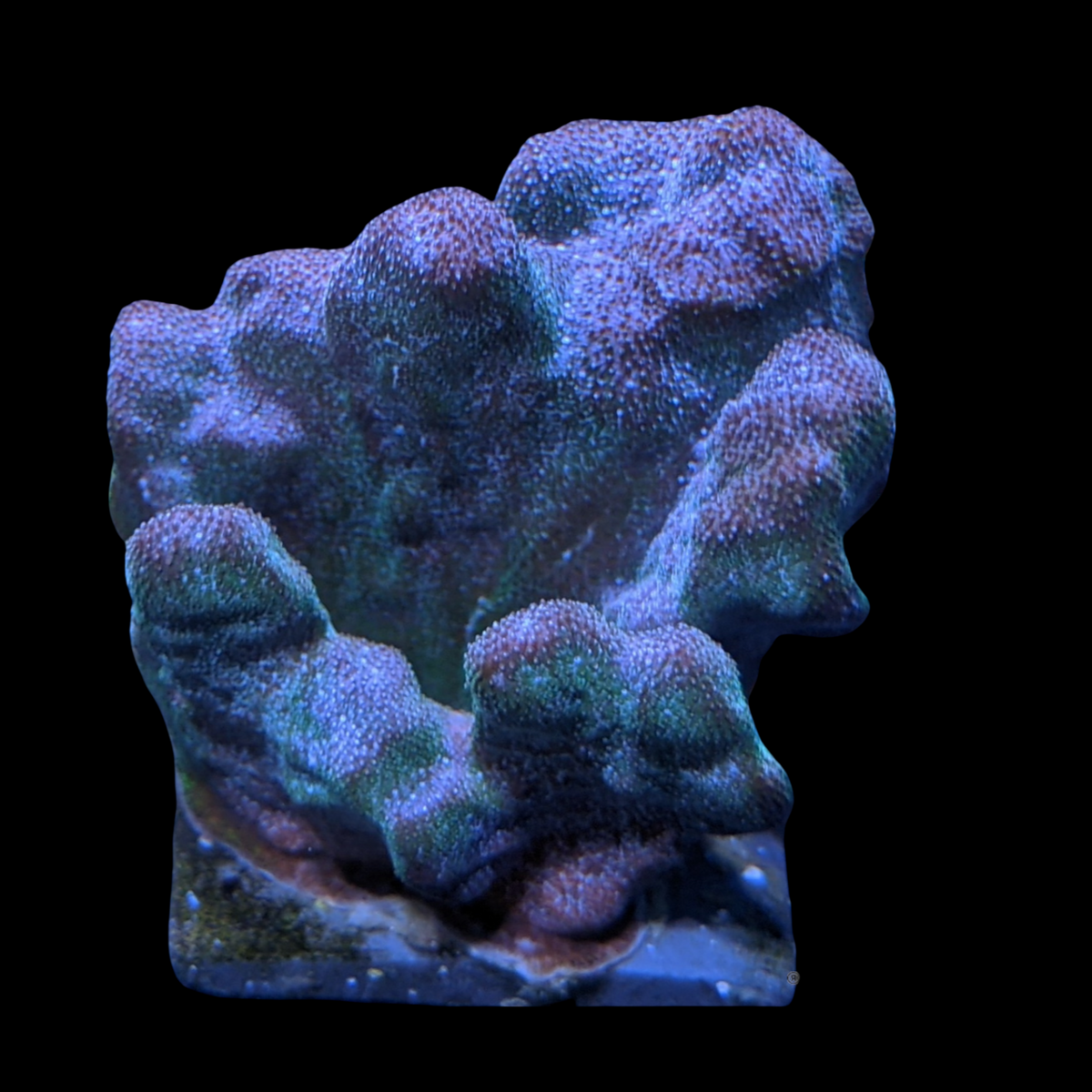 Dark Green Psammacora