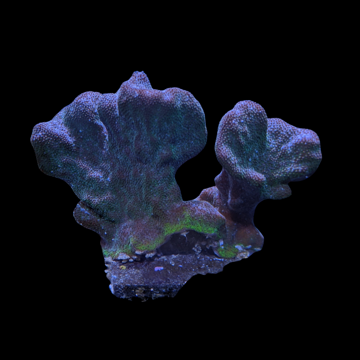 Dark Green Psammacora