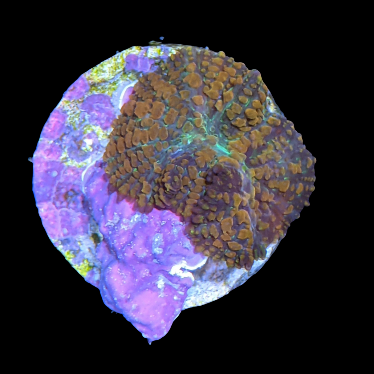 Australian Rhodactis Mushroom