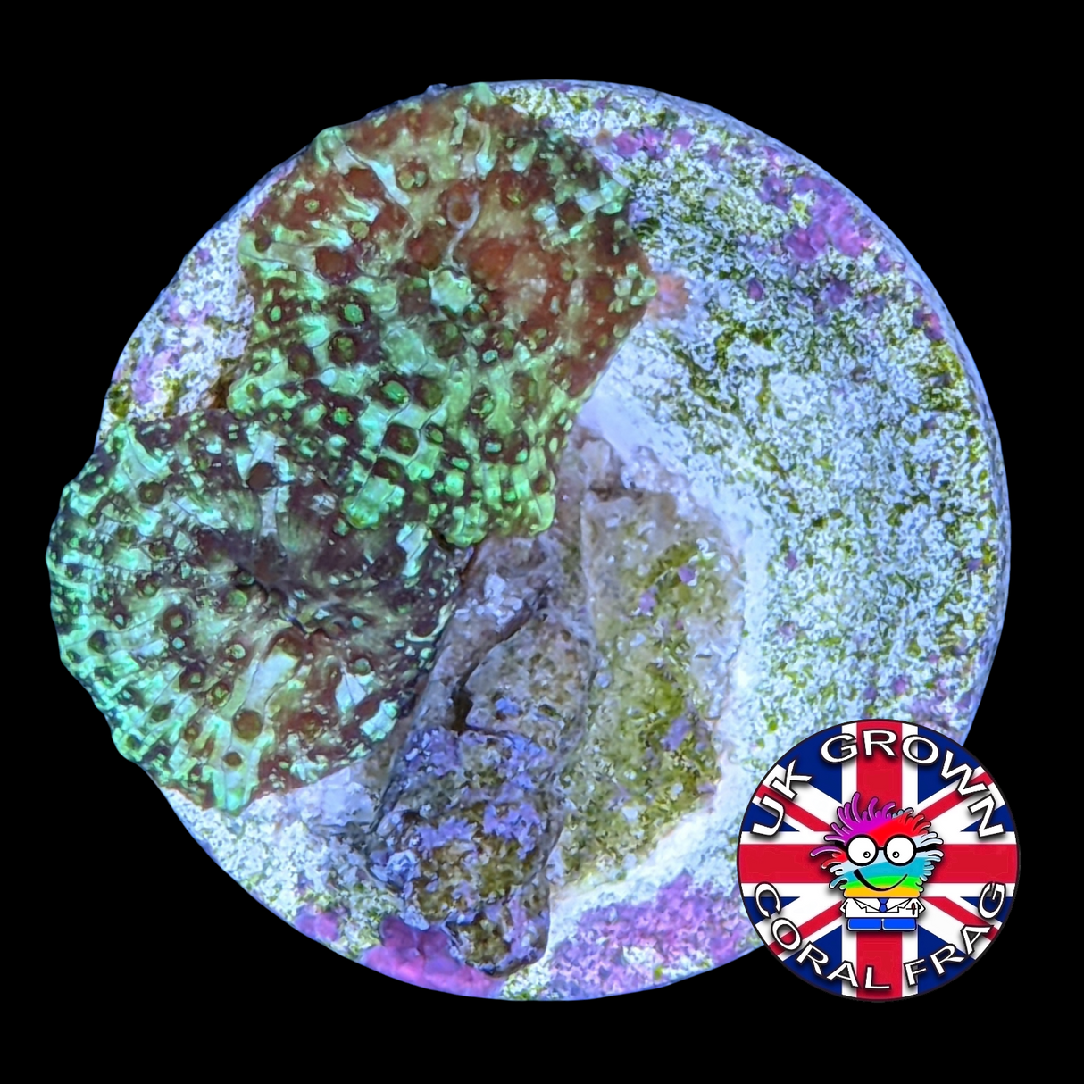 2 x White Stripe Green Mushroom (UK Grown)