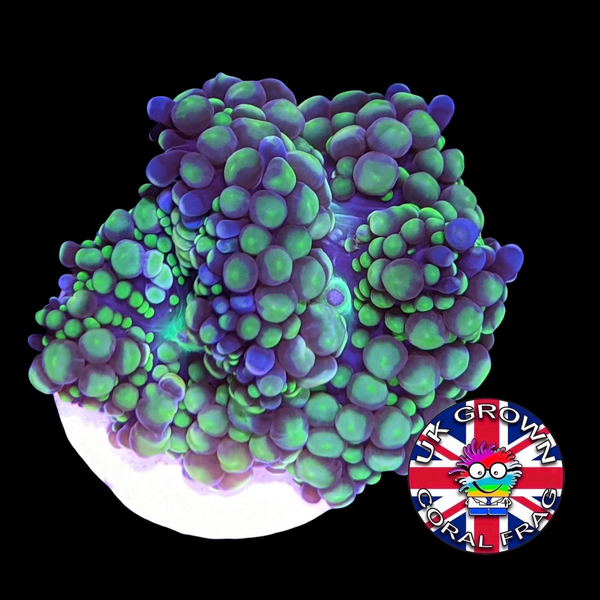 Green Ricordea (UK Grown)