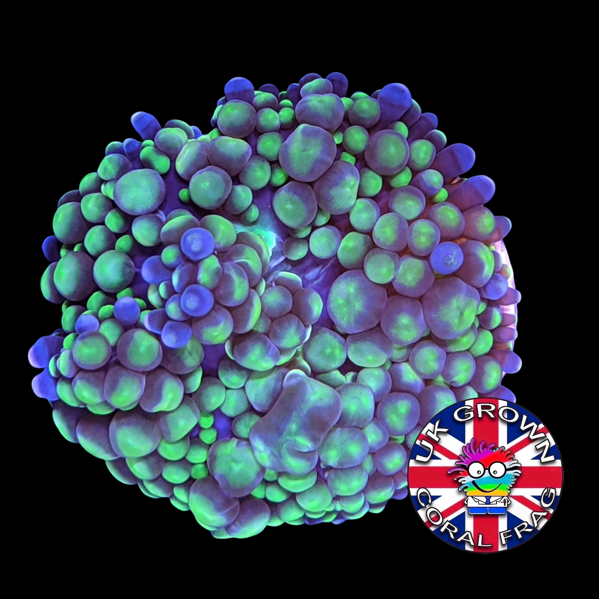 Green Ricordea (UK Grown)