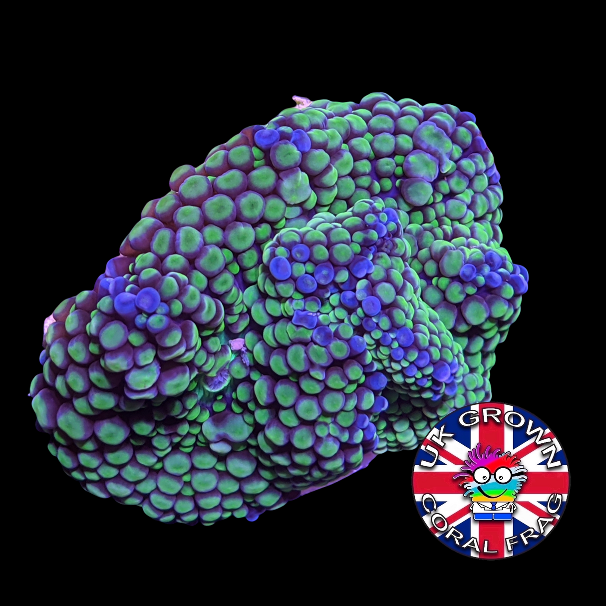 Green Ricordea (UK Grown)